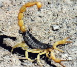 scorpion