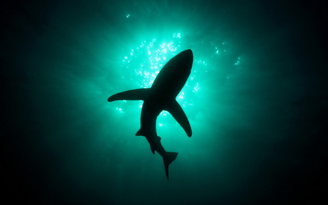 Shark From Below