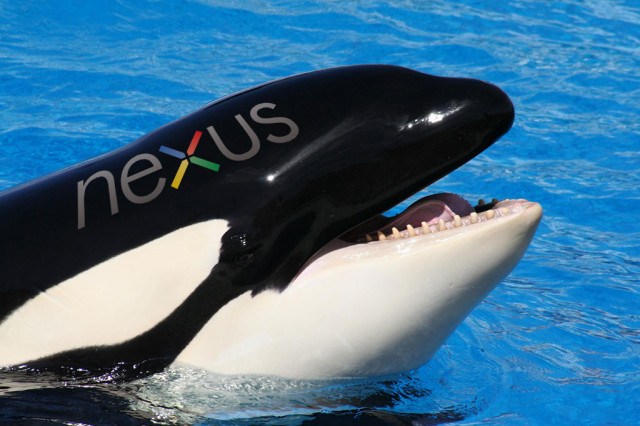 Nexus-Shamu