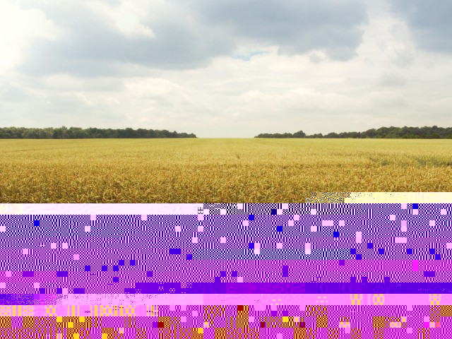 field (1)