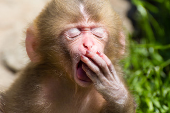 yawning-monkey