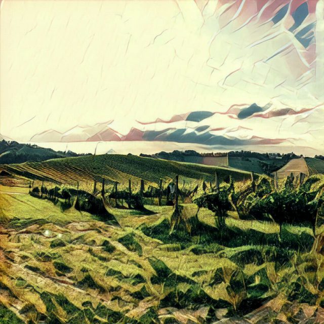 prisma_vinyard_1